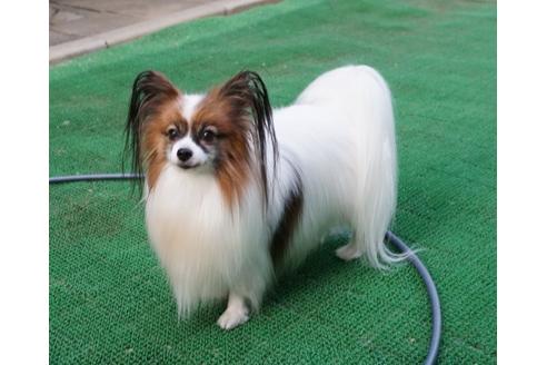 販売中のパピヨンの親犬